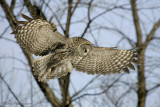 Chouette lapone -- _Z0U0290 -- Great Gray Owl