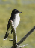 Tyran tritri -- _E0K3514 -- Eastern Kingbird