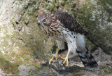 pervier de Cooper, Coopers Hawk, _E0K8545