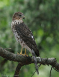 pervier de Cooper -- _E0K8664 -- Coopers Hawk