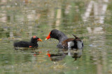 Gallinule poule-deau -- _E0K7261 -- Common Moorhen