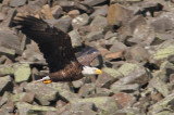 Pygargue à tête blanche -- _E0K4118 -- Bald Eagle