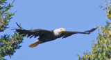 Pygargue à tête blanche -- _E0K2721 -- Bald Eagle