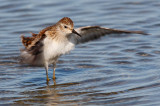 Bécasseau minuscule -- _E0K5363 -- Least Sandpiper