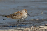 Bcasseau variable -- _E0K5474 -- Dunlin