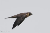 Faucon pèlerin, Peregrine Falcon