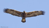 Aigle royal -- Golden Eagle