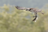 Balbuzard -- _E0K4482 -- Osprey 