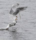 Goland argent -- _E0K4228 -- Herring Gull