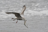 Goland argent immature -- _E0K4393 -- Herring Gull