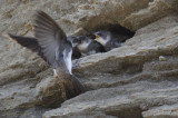 Hirondelle de rivage -- _E0K9246 -- Bank Swallow