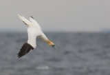 Fou de Bassan - _E0K3121 - Northern Gannet