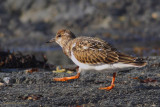 Tournepierre  collier -- _E5H4318 -- Ruddy Turnstone