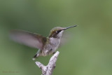 Colibri à gorge rubis -- Ruby-throated Hummingbird