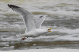 Goéland argenté (Herring Gull)