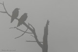Corneilles dAmrique -- _E0K6978 -- American Crows