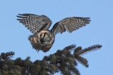 Chouette pervire -- _E0K0745 -- Northern Hawk Owl