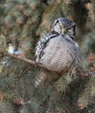 Chouette épervière -- _E0K0622 -- Northern Hawk Owl