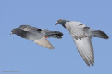 Pigeon biset // Rock Dove