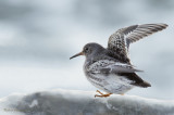 Bcasseau violet -- _E5H1907 -- Purple Sandpiper