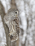 Chouette raye -- _E5H2034 -- Barred Owl