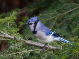 Geai bleu -- _E5H2274 -- Blue Jay
