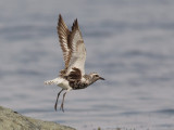 Pluvier argent -- _E5H3987 -- Black-bellied Plover