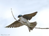 Hirondelle bicolore -- _E0K6340 -- Tree Swallow