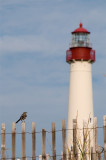 DSC_2552.jpg - Mockingbird and Cape May Lighthouse (1)