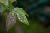 May Shower