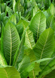 Tobaco leaves.jpg