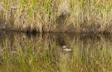 Small Duck Reflecting.jpg