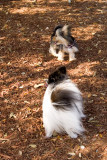 Maddy & Yorkie Friend