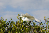 Great American Egret