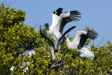 Storks