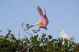 Roseate Spoonbill & White Egret