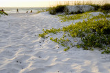 Coquina Beach Dunes