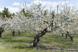 Orchard73.jpg