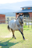 Nice Canter Joey