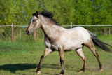 Pretty Boy Joey
