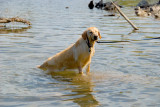Swan River Dog Walk