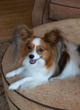 Chauncy is very happy to have company of the Papillon variety