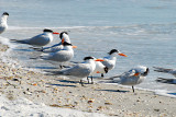 Royal Terns.jpg