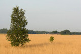 High peat landscape