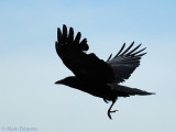 Silouette de Corbeau en vol