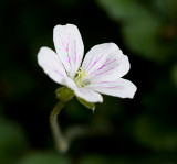 Magenta Veined Flower