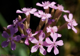 Purple Wildflower ?