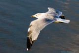 Ringbilled Gull in Flight