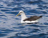 Bullers Albatross (Thalassarche bulleri)