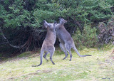 Red-necked Wallaby (Macropus rufogriseus rufogriseus)